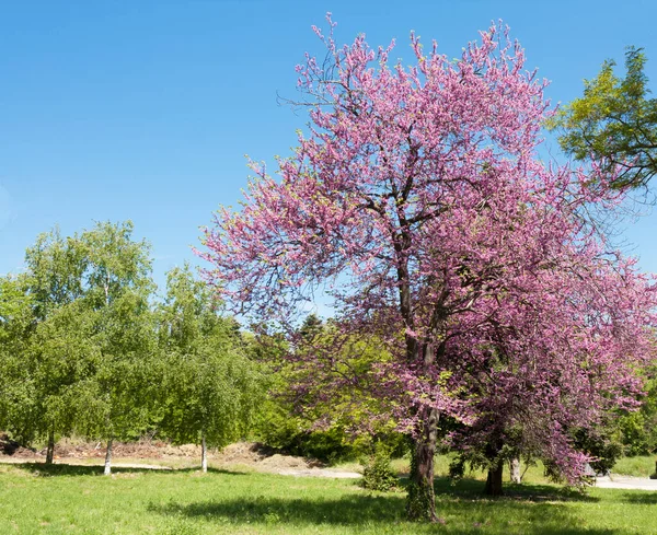 Drzewo ćwiczebne w kwiatach - cercis sililuastrum, Saints Constantine and Helena resort, Bułgaria. — Zdjęcie stockowe