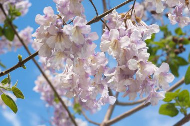 İmparatoriçe ağacı, prenses ağacı, yüksükotu ağacı, Paulownia tomentosa