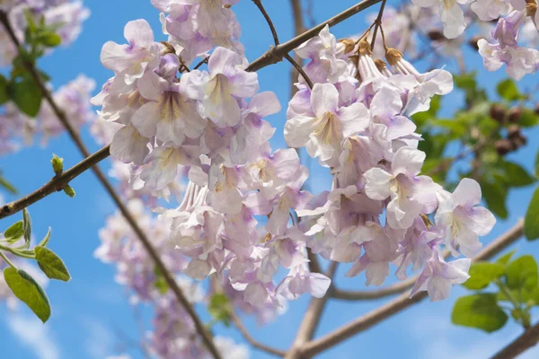 Kwiaty drzewa cesarzowej lub księżniczki, lub foxglove drzewa, Paulownia tomentosa — Zdjęcie stockowe