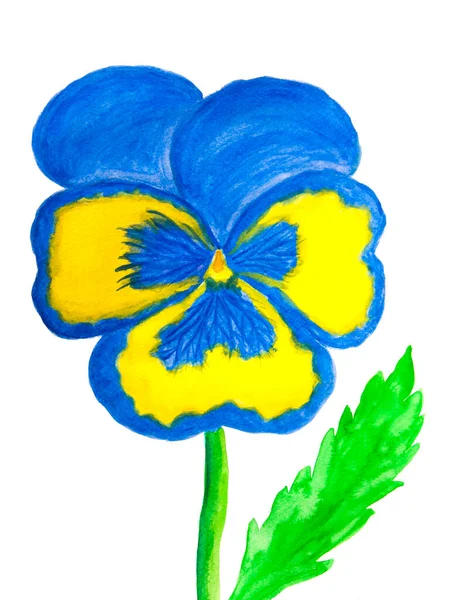 Pansy of light blue and yellow colours on white background watercolor painting — Stock Photo, Image