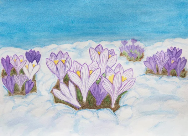 Cruces Primeras Flores Primavera Nieve Pintura Ilustración Acuarela Horizontal — Foto de Stock