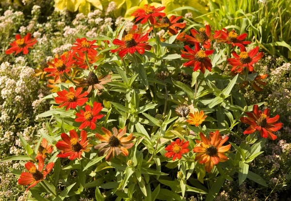 Piros rudbeckia — Stock Fotó