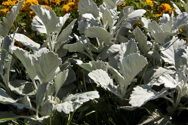 Cineraria maritima — Stockfoto