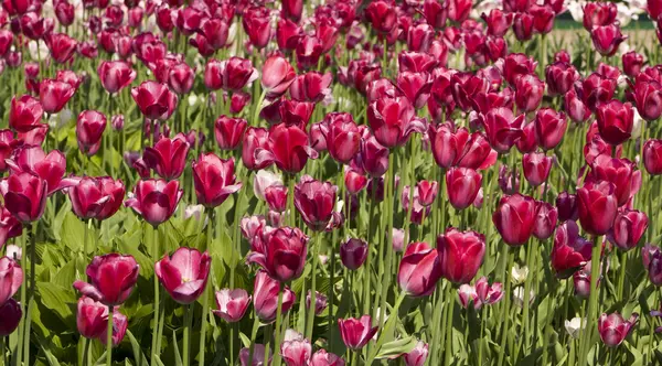 Crimsom tulips — Stock Photo, Image