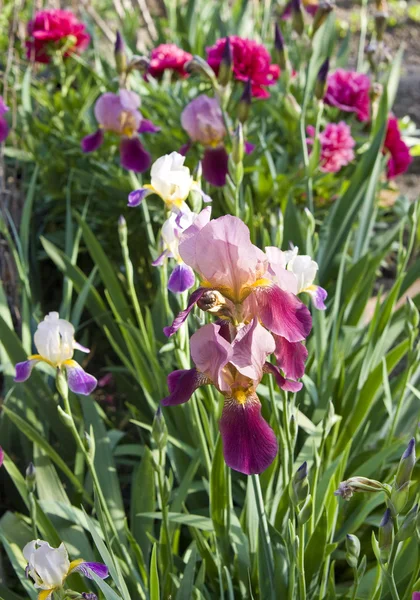 Purple irises Stock Image