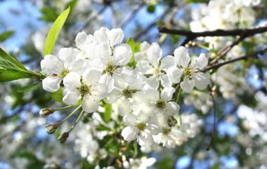 Kiraz ağacının çiçekleri