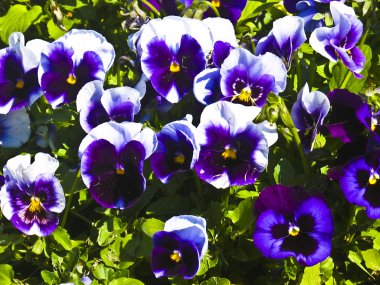 Menekşe hanım evlatları