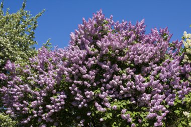 Lilas