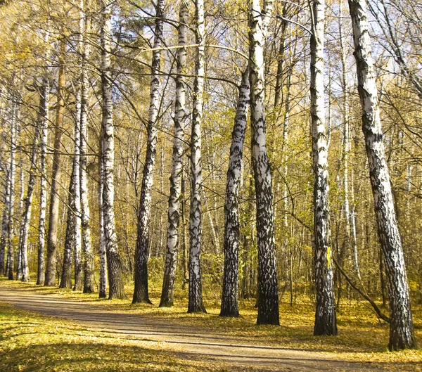 Birch alley in autumn — Stock Photo, Image