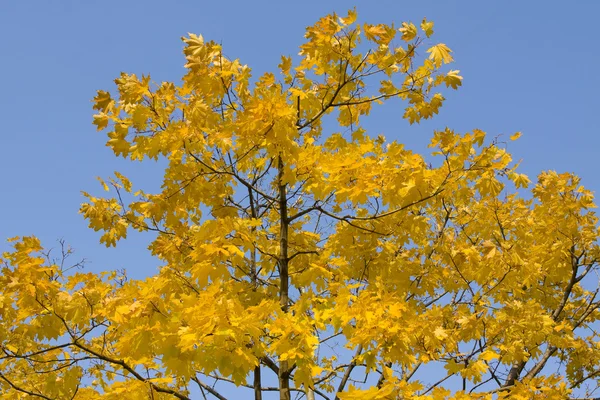 노란색 단풍 — 스톡 사진
