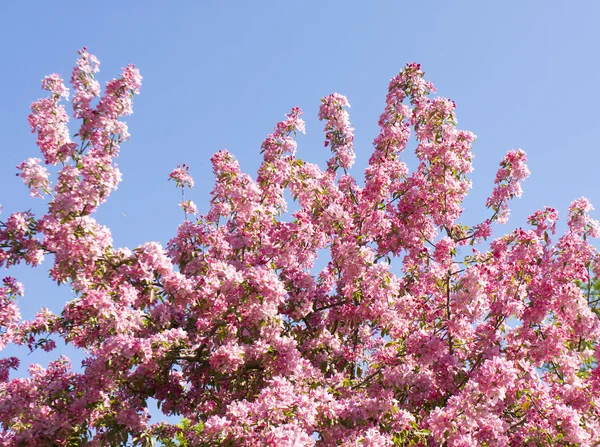 Japanese pink cherry tree — Stock Photo, Image