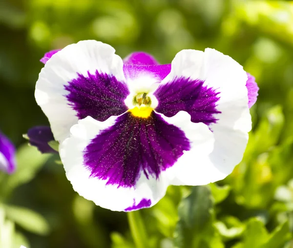 Pansy (tricolor de viola) — Fotografia de Stock