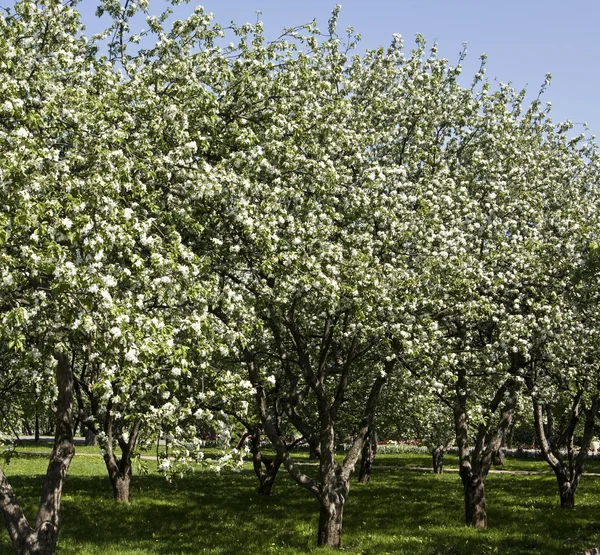 Apple zahrada v květu — Stock fotografie