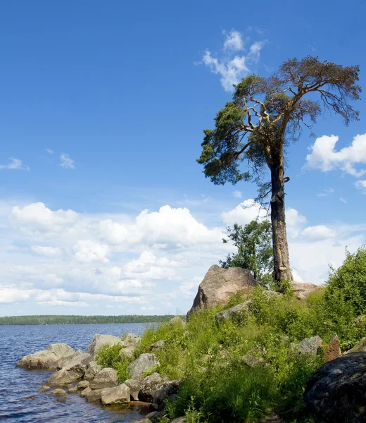 Сосна на берегу — стоковое фото