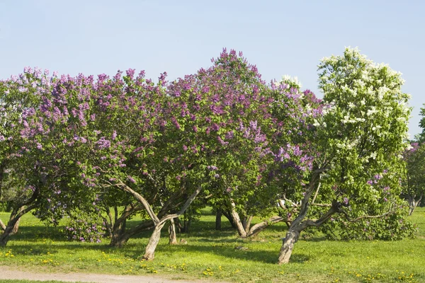 Lilac garden — Stock Photo, Image