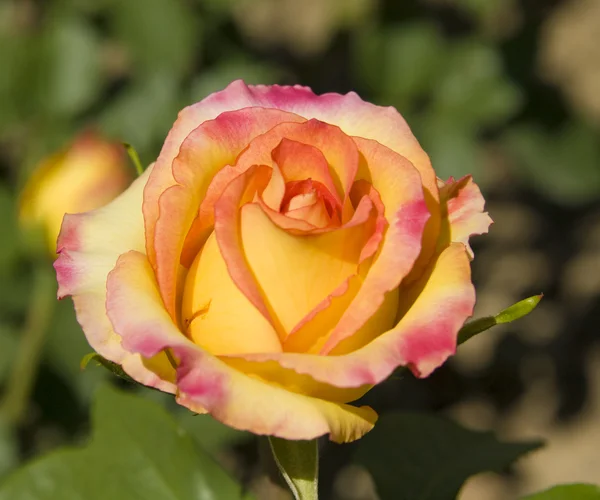 Rosa-amarillo rosa — Foto de Stock