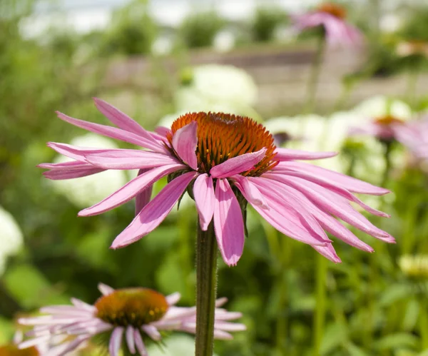 Rudbeckia lila — Stock Fotó