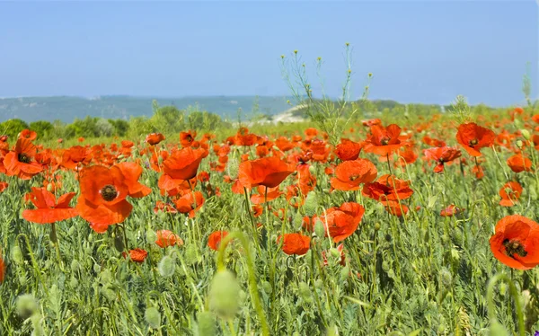 Red poppies on field — Stock Photo, Image