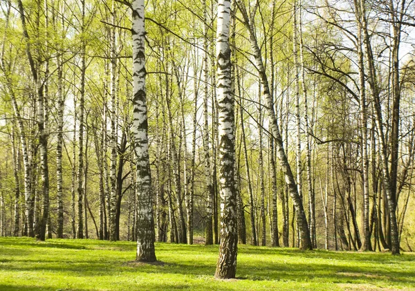 Birch forest in spring — Stock Photo, Image