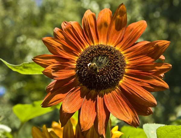 Girasol naranja — Foto de Stock