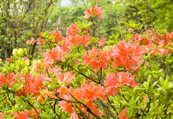 Röd rhododendron — Stockfoto