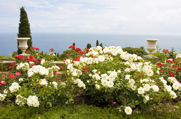 Jardim de rosas e mar Fotos De Bancos De Imagens