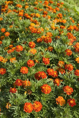 turuncu kadife çiçeği