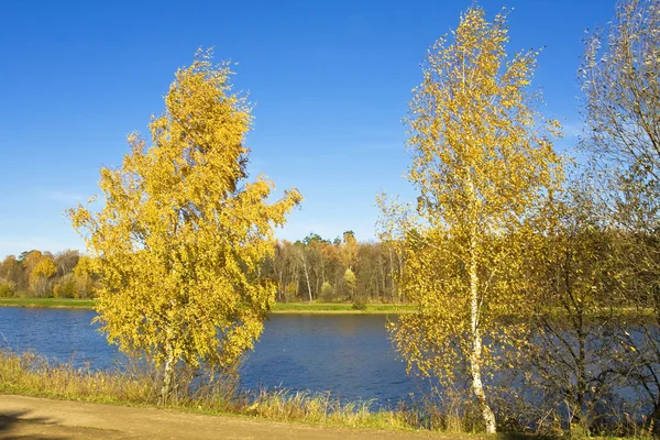 2 つの黄色の樺の木と秋の風景 — ストック写真