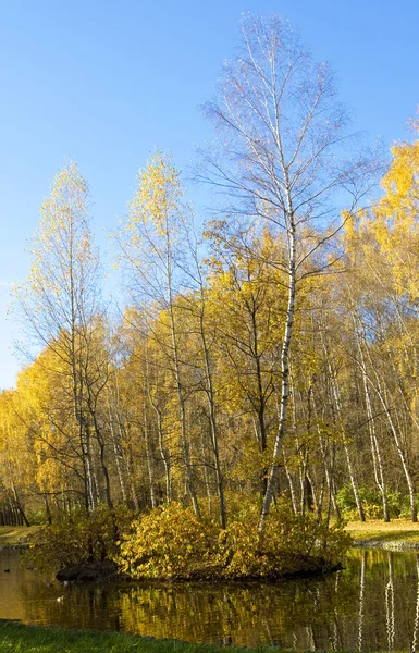 Sonbahar, huş ağacı orman — Stok fotoğraf