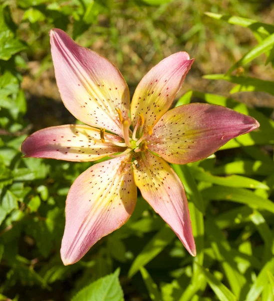 Pinkfarbene Lilie — Stockfoto