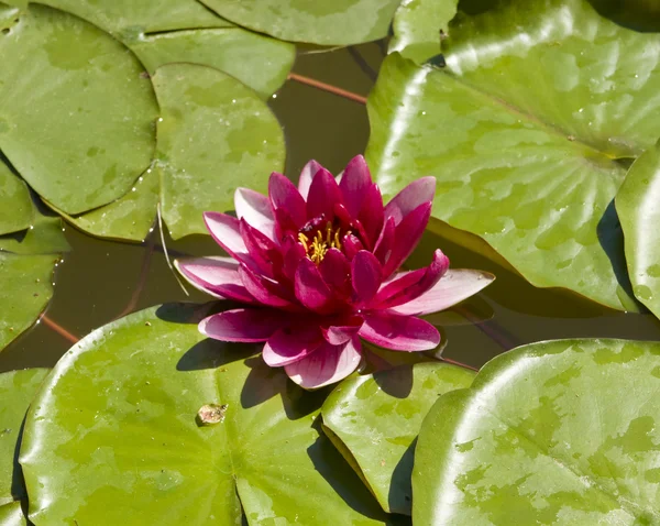 Crimson water lily — Stock Photo, Image