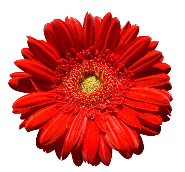 Červená gerbera — Stock fotografie