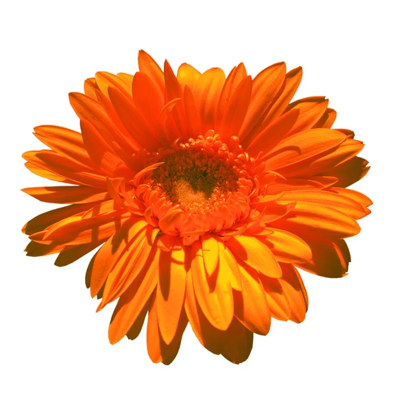 Oranssi gerbera — kuvapankkivalokuva