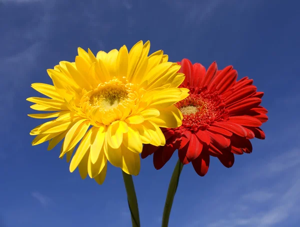 花开两朵红色和黄色的非洲菊在蔚蓝的天空 — 图库照片