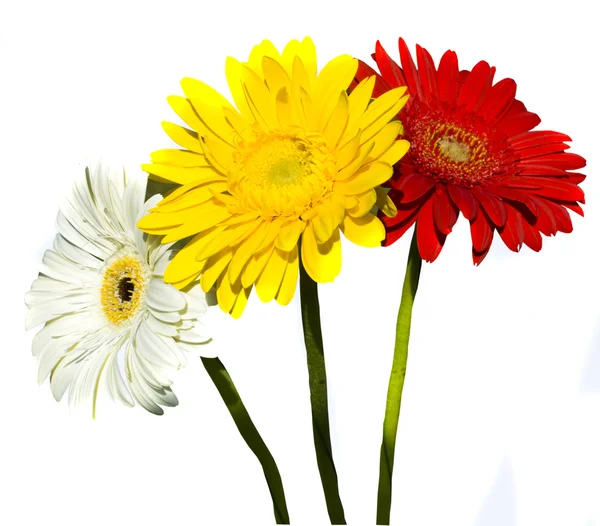 Three gerbera - white, yellow and red — Stock Photo, Image