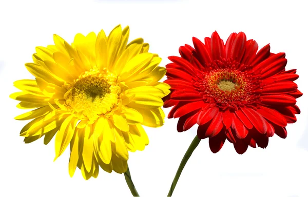 红色和黄色的非洲菊 — 图库照片