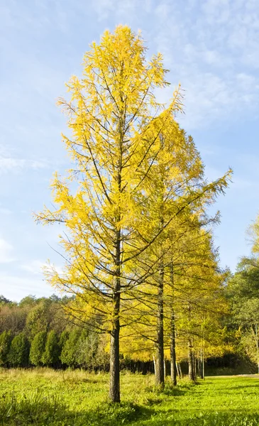 Otoño, avenida Larch Fotos de stock libres de derechos