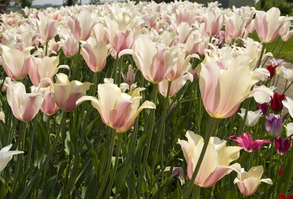 Tulipani rosa-bianchi — Foto Stock