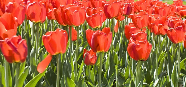 Rote Tulpen — Stockfoto