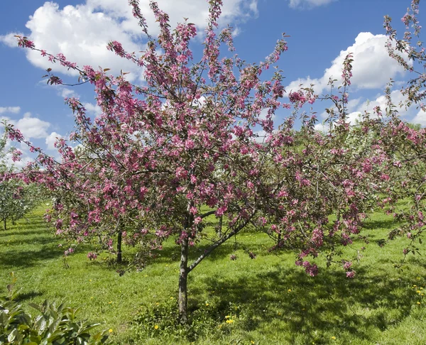 Moskwa, różowy wiśnie w Kolomenskoje parku — Zdjęcie stockowe