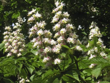 Çiçekler beyaz kestane ağacı