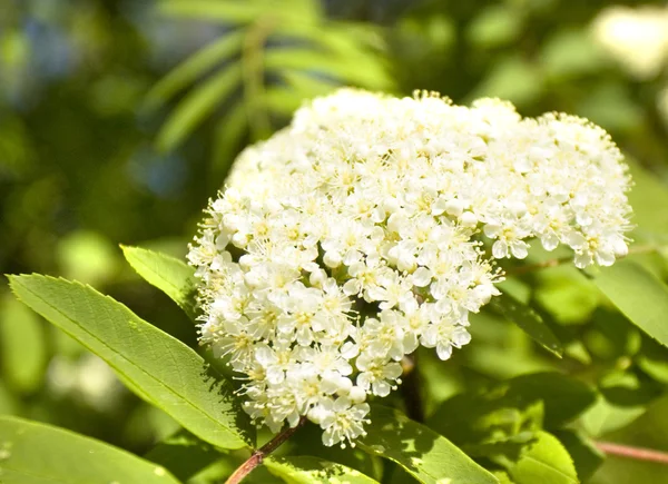 물 푸 레 나무 꽃 — 스톡 사진