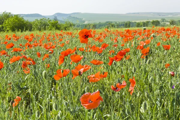 Meadow with red poppies — Stock Photo, Image