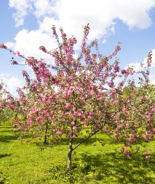 Różowe wiśniowe drzewo — Zdjęcie stockowe