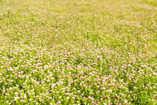 クローバーの牧草地 — ストック写真
