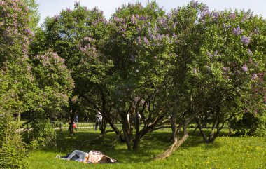 Moskova, Lila Bahçe