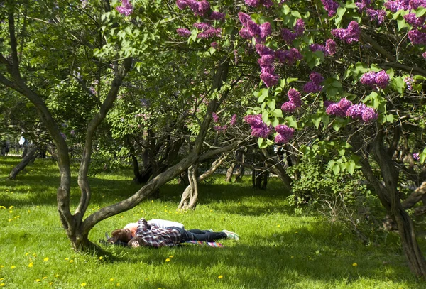 Moscovo, jardim Lilac — Fotografia de Stock