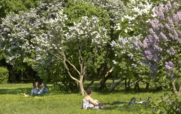 Moscow, Lilac garden — Stock Photo, Image