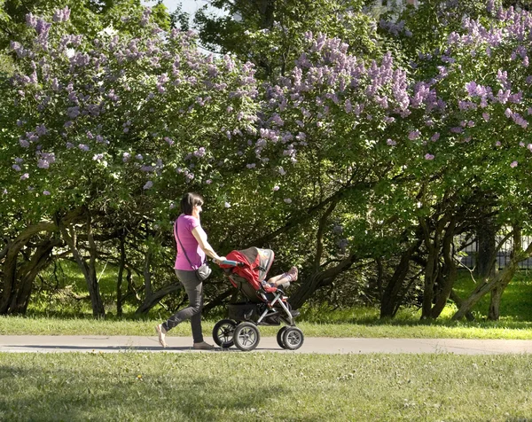 Moscovo, jardim Lilac — Fotografia de Stock