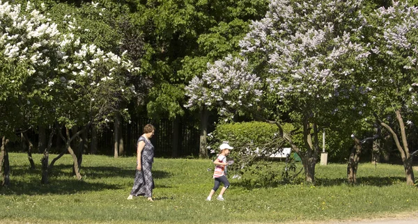 Moscow, Lilac garden — Stock Photo, Image